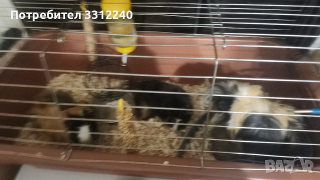 Морски свинчета, снимка 7 - Морски свинчета - 53930904