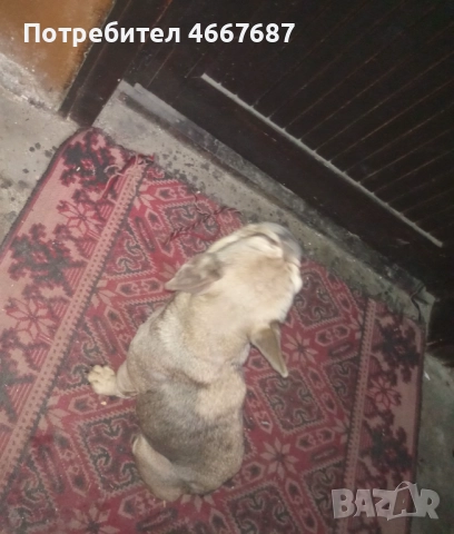 Френски болдог, снимка 2 - Френски булдог - 52640634