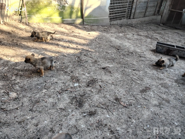 Белгийска овчарка , снимка 5 - Други - 53852301