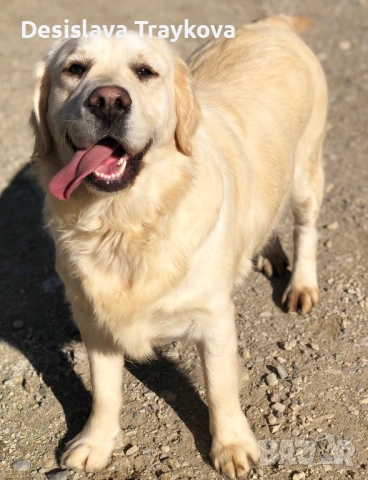 Подарява се Голдън ретривър