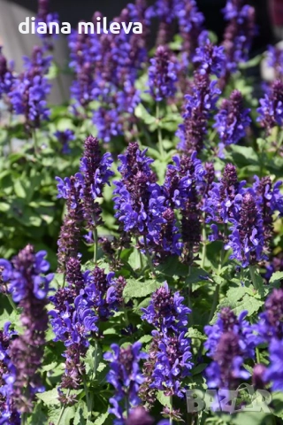 Салвия „Blue Marvel“, Градински чай, многогодишна