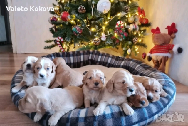 чистокръвни Кокер Шпаньоли