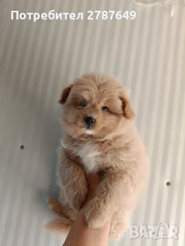 Пома пу(Той пудел-померан), снимка 2 - Пудели - 56055701