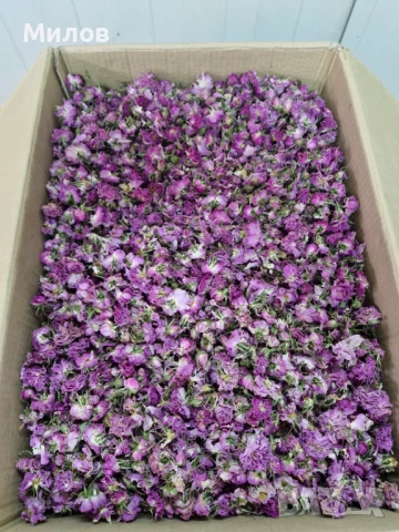 Сушен Розов Цвят от Маслодайна роза Дамасцена, снимка 1