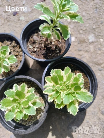 Продавам седум