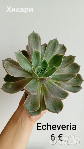 Ешеверия / Echeveria / Кактус Mammillaria 