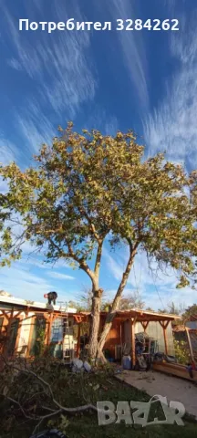 кастрим и оформяме дървете, режем опасни дървета арборист, снимка 3 - Други услуги - 47429461