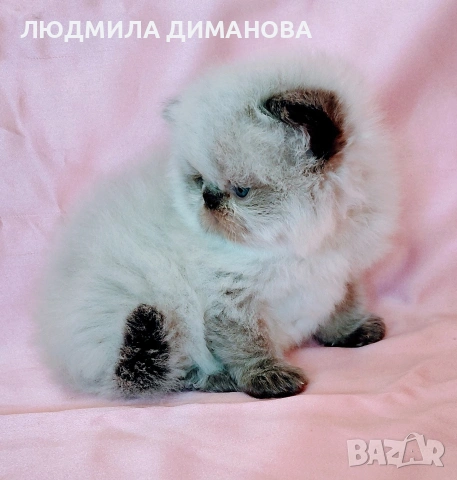 Персийско хималайско момиче. , снимка 3 - Персийска - 54252433