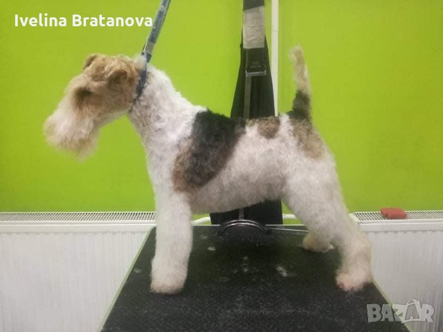 Фокс териер, снимка 2 - Други - 31490996