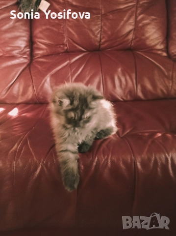 персийско коте продавам , снимка 6 - Други - 52727071