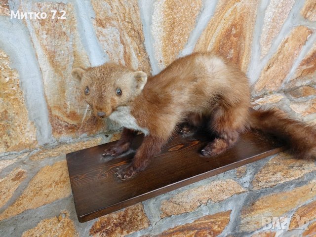 Препарирана белка, снимка 2 - Други - 37283951