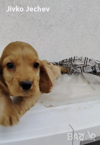 Кокер Шпаньол 