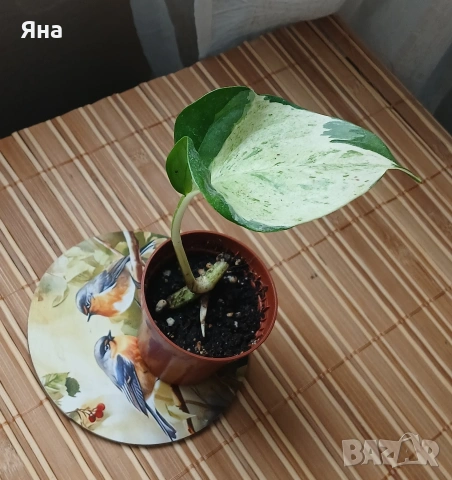 Мини растения - епипремнуми, дяволски бръшлян,монстера, сингониум, фикус бенджамин, снимка 5 - Стайни растения - 53712548