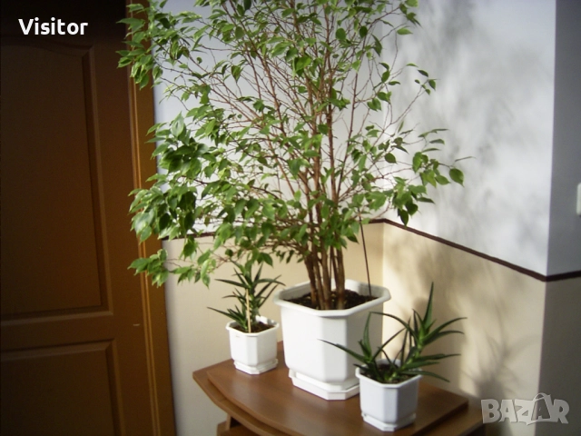 фотоапарат Ricoh Caplio RR30, снимка 14 - Фотоапарати - 52550381