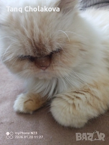 Уникален персиец търси дама за създаване на поколение 