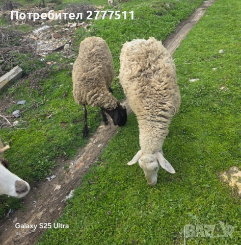 Свободни овце 