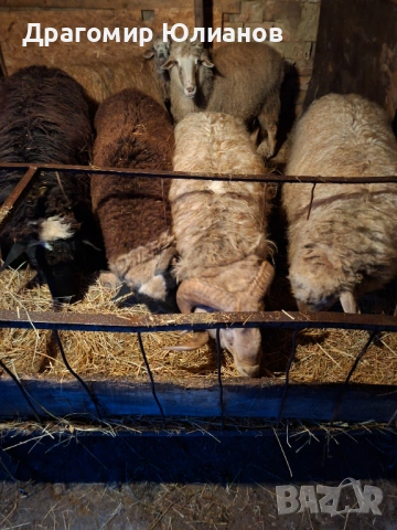 Продавам 5 овена 1 шиле 2 овце , снимка 3 - Овце - 53956553