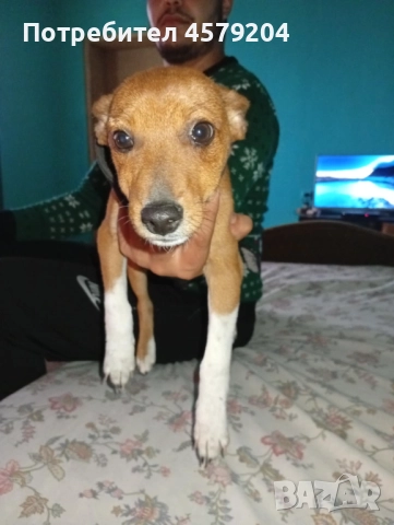 Продава се мъжки пинчер на 4 месеца , снимка 1