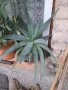 Алое в саксия , снимка 1