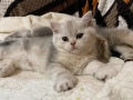 Британско сребърно коте, снимка 4