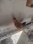 Петли за клане или отглеждане, снимка 1