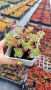 Седум Триколор, Sedum Spurium Tricolor, снимка 6