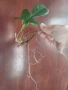 Филодендрон Флорида с корени, снимка 1