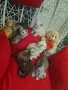 Британски късокосмести , снимка 6