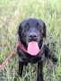 Подарявам мъжки лабрадор , снимка 3