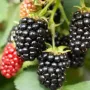 Висококачествени нови семена от хранителна Къпина без бодли Rubus rusticanus 50+ семена антиоксидант, снимка 11