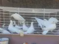 Бели гълъби млади ! , снимка 1