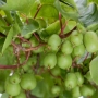 Голо, студоустойчиво киви (Actinidia arguta 'Issai'), снимка 3