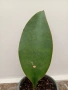 Sansevieria Masoniana - Whale fin ( Сансевиера Китова перка ), снимка 4