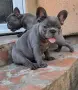 Френски Булдог кученца, снимка 8