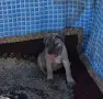 Малки Кане корсо, снимка 2