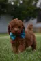 Той пудел Toy poodle, снимка 4