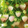 200 семена от плод бяла ягода органични плодови бели ягодови семена от вкусни ягоди отлични плодове , снимка 18