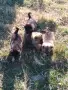 Малки овчарки от работещи родители , снимка 3