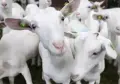 Продавам козлета, снимка 1