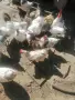 Кокошки и петли , снимка 2