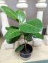 Фикус Ficus benghalensis , снимка 1