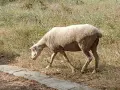 Свободни два броя овце!, снимка 5