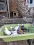 Продавам поморийски гълаби, снимка 2