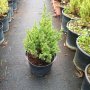 Хвойна Стрикта, Juniperus Stricta!!!, снимка 1 - Градински цветя и растения - 39272499