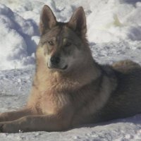 Чехословашки вълчак - немска овчарка + вълк, снимка 3 - Немска овчарка - 38433808