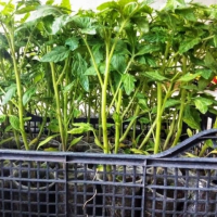 Разсад ранни домати готов краставици, снимка 1 - Разсади - 44818055