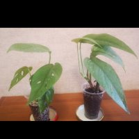 Епипремнум Себу блу/Epipremnum Pinnatum Cebu Blue/, снимка 2 - Стайни растения - 42855700