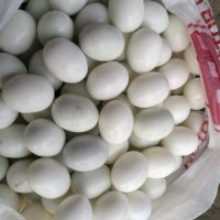 изкуствени пластмасови яйца за гълъби, снимка 3 - Гълъби - 35285815