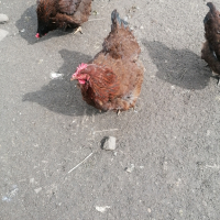 Яйца катунски кокошки червена линия , снимка 8 - други­ - 44797078