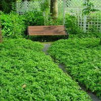 Пахисандра,„Pachysandra terminalis“, студоустойчива, снимка 3 - Градински цветя и растения - 37944084